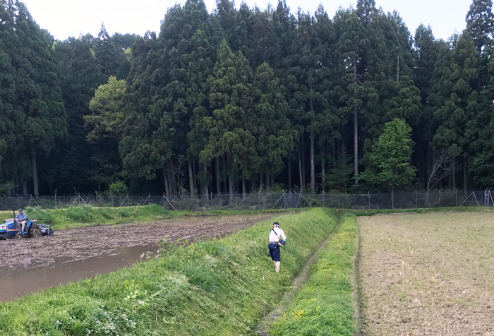 草刈り風景